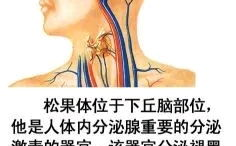 人体解剖图谱,探索人体奥秘的视觉之旅