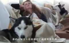 一看就很叼的名字,“揭秘‘一看就很叼背后的独特魅力与成功秘诀”