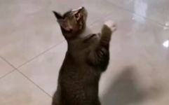 小猫困困,夏日防盗门下的小猫求救记