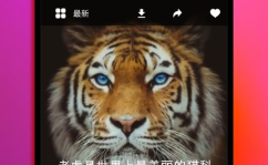 手机全屏动态壁纸,打造沉浸式视觉体验的秘籍