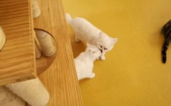 小猫困困,夏日防盗门下的小猫求救记