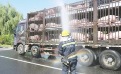 神农集团一季度归母净利润229亿元同比大增65倍：养猪从“卷”成本变为“卷”价值！今日看料-今日看料每日更