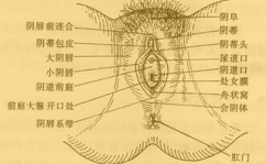 正常阴脣的样子照片真人,女性私密部位的多样性与自然之美