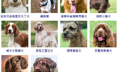 小宠物狗的品种及图片