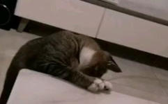 小猫困困,夏日防盗门下的小猫求救记