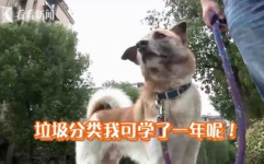 一看就很叼的名字,“揭秘‘一看就很叼背后的独特魅力与成功秘诀”